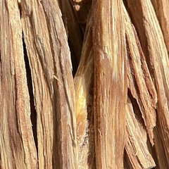 30 Pack FIRE STARTERS 100% NATURAL ULTRA DENSE RESONATED CALIFORNIA LIVE OAK
