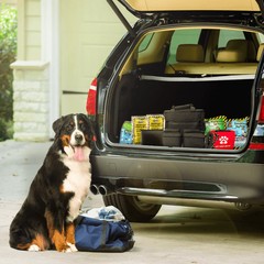 The Safe Pet Kit – Must-Have Pet Kit for Disaster Situations