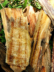 1lb North Carolina Fatwood, Fire Starter, Kindling, Pine, Lighter Knot
