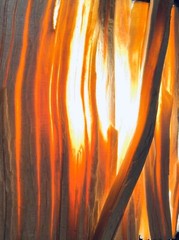 1 LB FATWOOD ECONOMY GRADE Sticks All Natural NonToxic Safe Easy Lighting Value