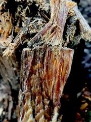 FREE Shipping! Louisiana Fat pine, Lighter Knot, Kindling !! 5-lb Stuffed Boxusp