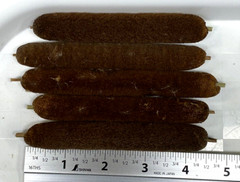 5 PACK – Small 4.25″ Long Cattail Fire Starter, Bushcraft, Outdoor Survival Camp