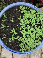 Survival Garden Non-GMO Heirloom Vegetable Seeds 21 Variety Pack Open Seed Vault