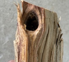 Solid Resin Core Exceptional Hot Lasting Fatwood Long Leaf Pine Log 10.4OZ Texas