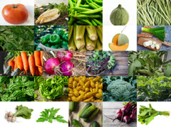 2024 Survival Seeds (12,400+ Seeds) -24 Varieties | Non-GMO Heirloom Vegetables