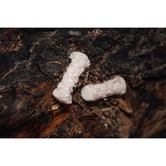 quickLIGHT High-Performance Waterproof Tinder 12-Pack of Dry-Treated Cotton