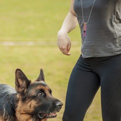 Stainless Steel Whistle Outdoor Dog Training Whistle Portable Bird Training