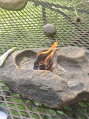 3 firestarter squares +herb/mosquito repellent infused cedar/cinnamon multiuse