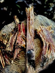 FREE Shipping! Louisiana Fat pine, Lighter Knot, Kindling !! 5-lb Stuffed Boxusp