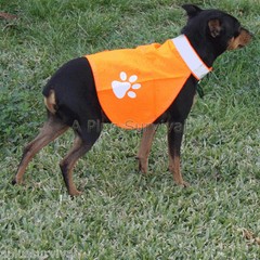 Pet Safety Vest – For Small Size Dogs