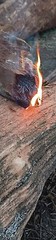 Fire Fuel Starter FAT WOOD LIGHTER KNOT