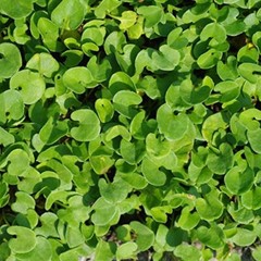 Dichondra Repens Grass Seed Ground Cover Plant with Circular & Green Leaves 1lbs