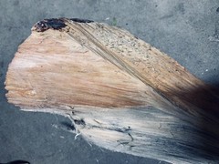 Fatwood 2 lbs Sticky Sticks Better Than The Rest HardPine Heartwood Pitchwood