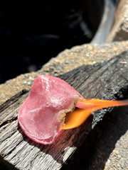 Rapid Fire – Emergency Tinder – All Weather Fire Starter – FREE SHIPPING