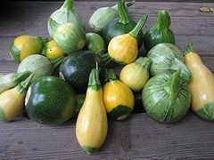 This is a Mix 50 Zucchini and Squash Mix Seeds 12 Varieties Non-GMO Delicious