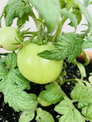 Survival Garden Non-GMO Heirloom Vegetable Seeds 21 Variety Pack Open Seed Vault