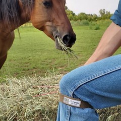 SickTick Tick and Chigger Repellent Leg Bands with InsectShield Technology