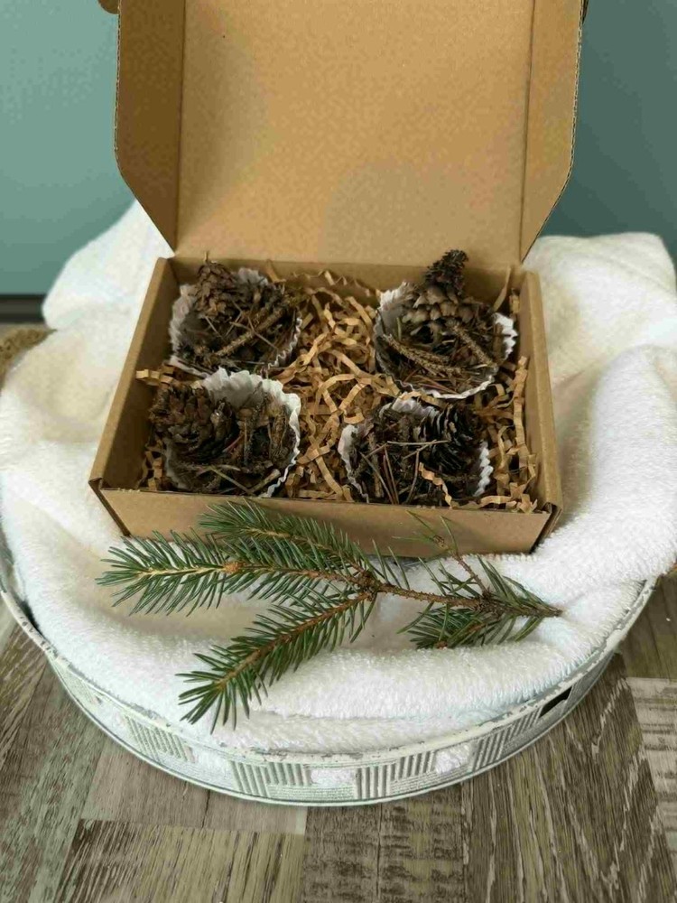 Rustic Pine Needle & Pinecone Firestarter | 6 pack Natural Wax Camping UNSCENTED