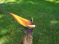 HALECRAFT 5lbs North Carolina Fatwood, Pine Fire Starter, Kindling, Lighter Knot