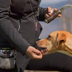 Stainless Steel Whistle Outdoor Dog Training Whistle Portable Bird Training