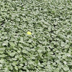 Dichondra Repens Grass Seed Ground Cover Plant with Circular & Green Leaves 1lbs