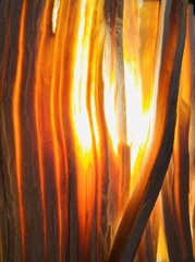 1 LB FATWOOD ECONOMY GRADE Sticks All Natural NonToxic Safe Easy Lighting Value