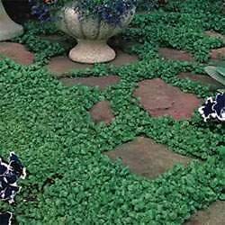 Dichondra Repens Grass Seed Ground Cover Plant with Circular & Green Leaves 1lbs