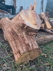 Fire Fuel Starter FAT WOOD LIGHTER KNOT