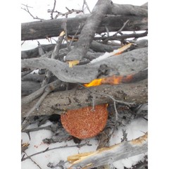 Coghlan’s Fire Disc, Fire Starter and Emergency Heat Source, Campfire Fireplace