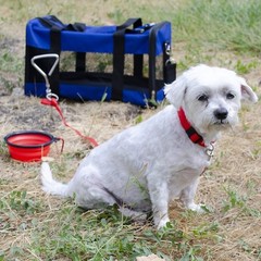 EMERGENCY ZONE 964 Deluxe Small Dog Emergency Bug-Out Kit