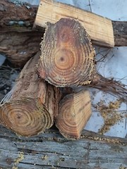 Fire Fuel Starter FAT WOOD LIGHTER KNOT